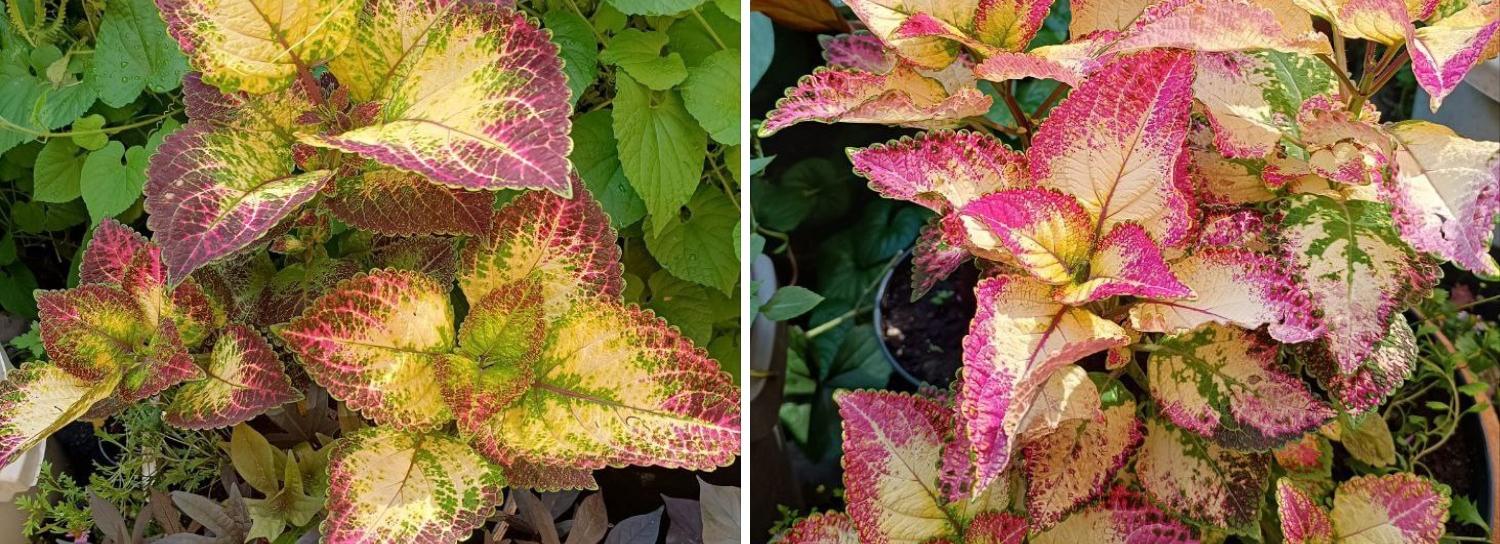 Конкурс на самую красивую клумбу Новосибирска: Горский, 55