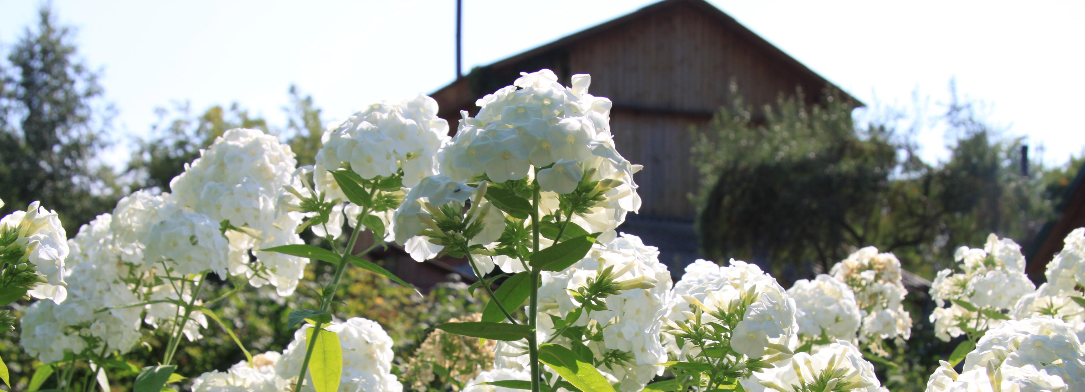 Самый весёлый дачный посёлок найден в Новосибирской области