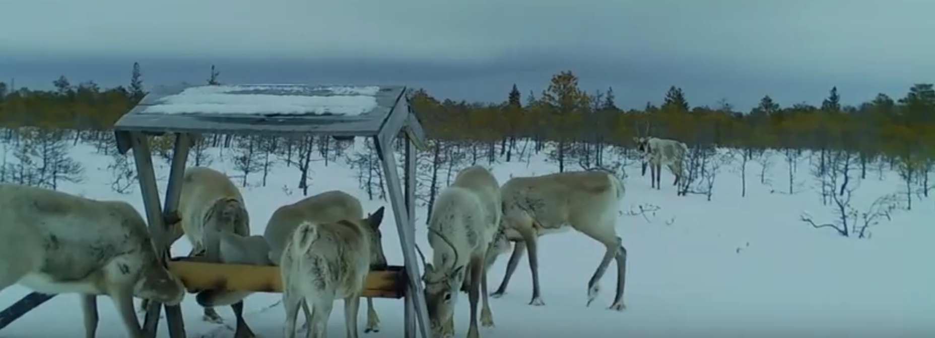 Линяющих северных оленей заметили на болотах под Новосибирском