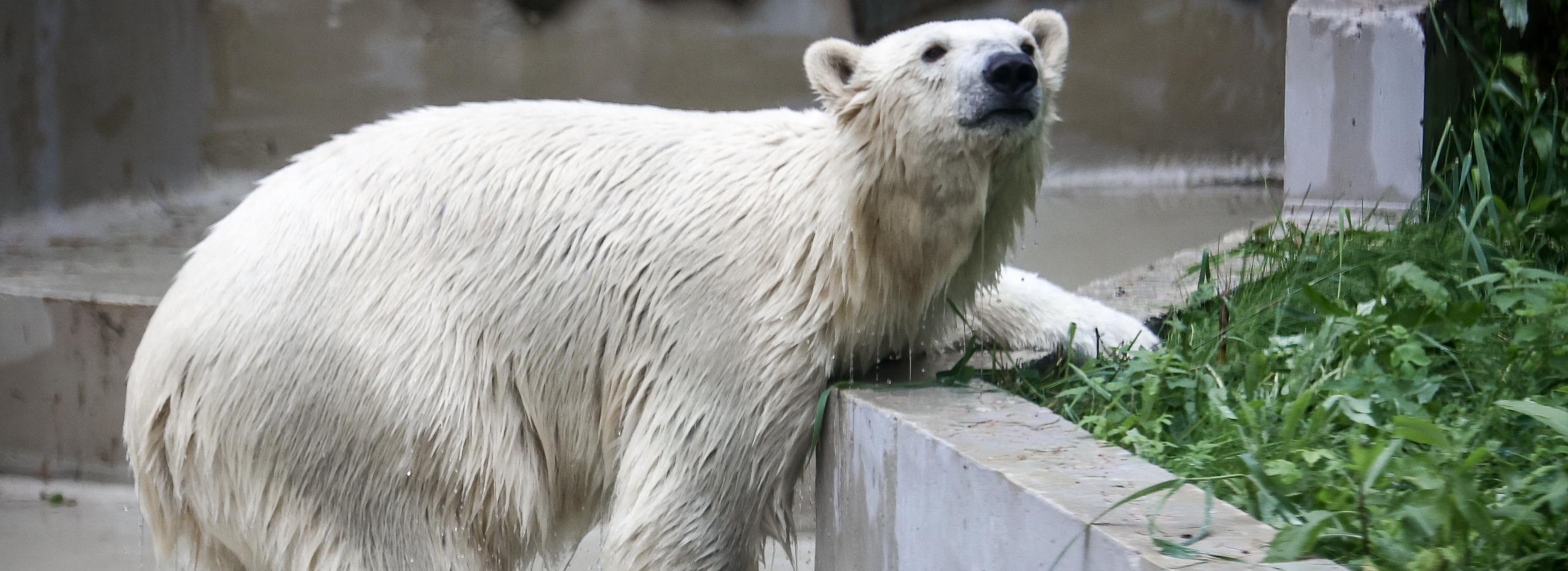 Новосибирский зоопарк продлит время работы на майских праздниках