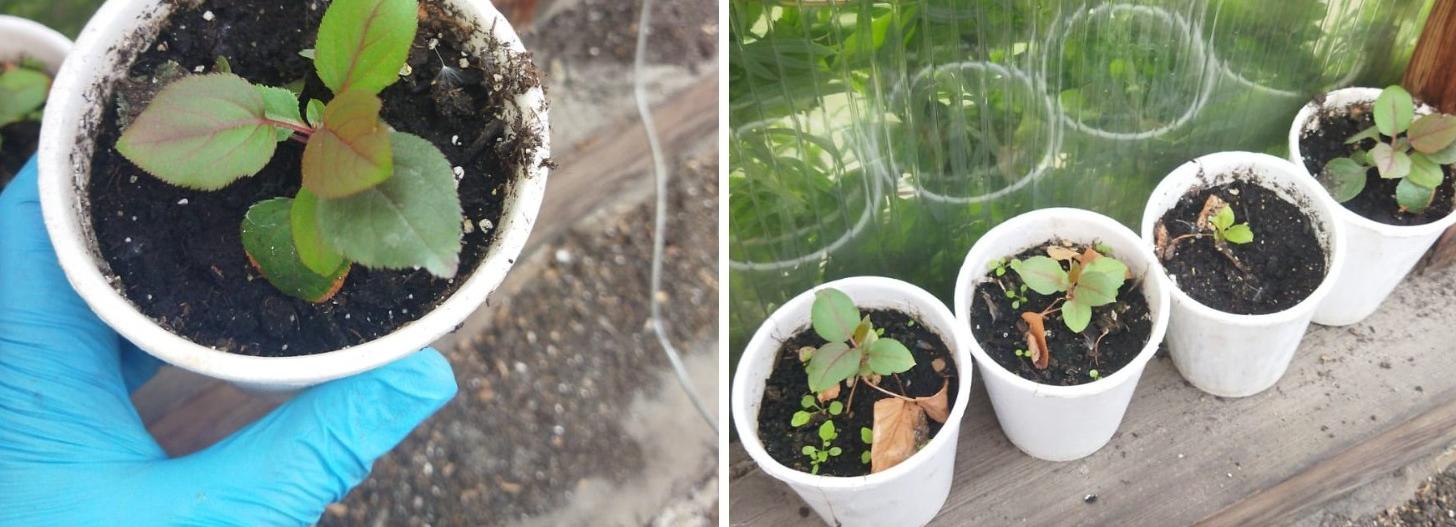 Девять яблонь-клонов с Михайловской набережной высадили в открытый грунт