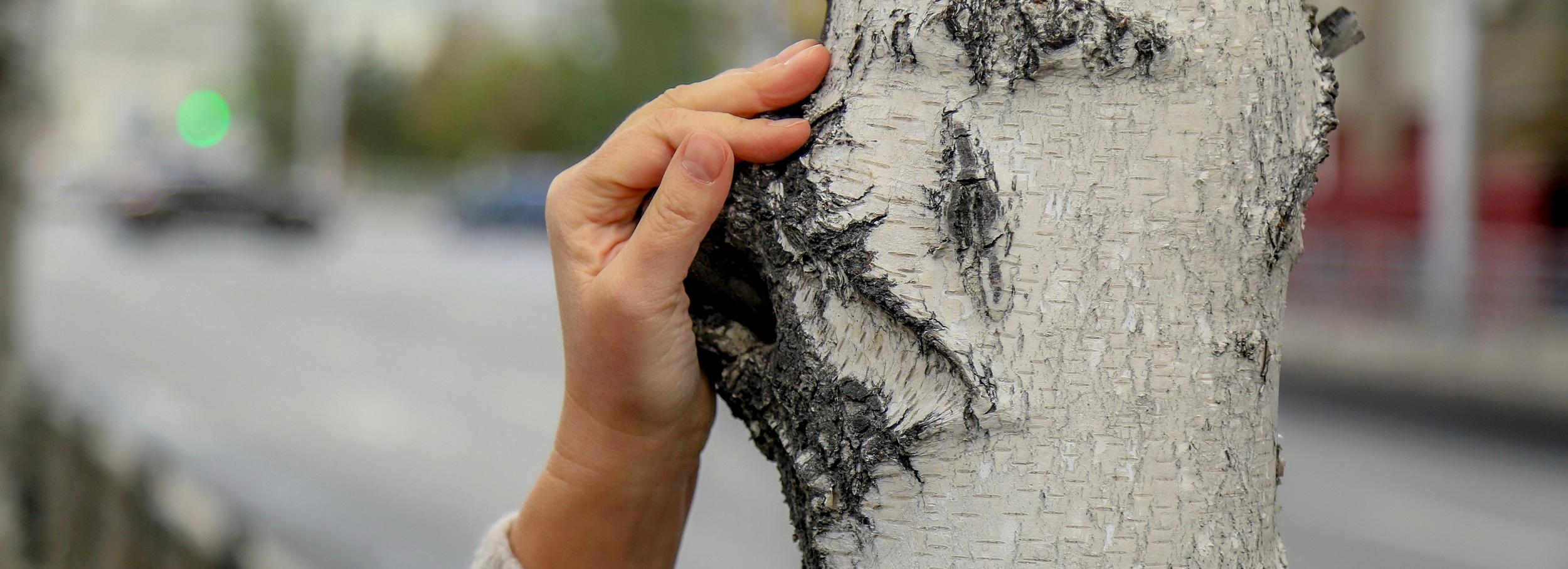 Погибающие берёзы на Красном проспекте заменят клёнами Гиннала