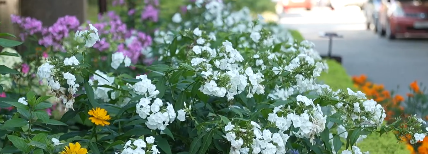 Роскошный цветник в Первомайке стал лучшей клумбой Новосибирска — 2025