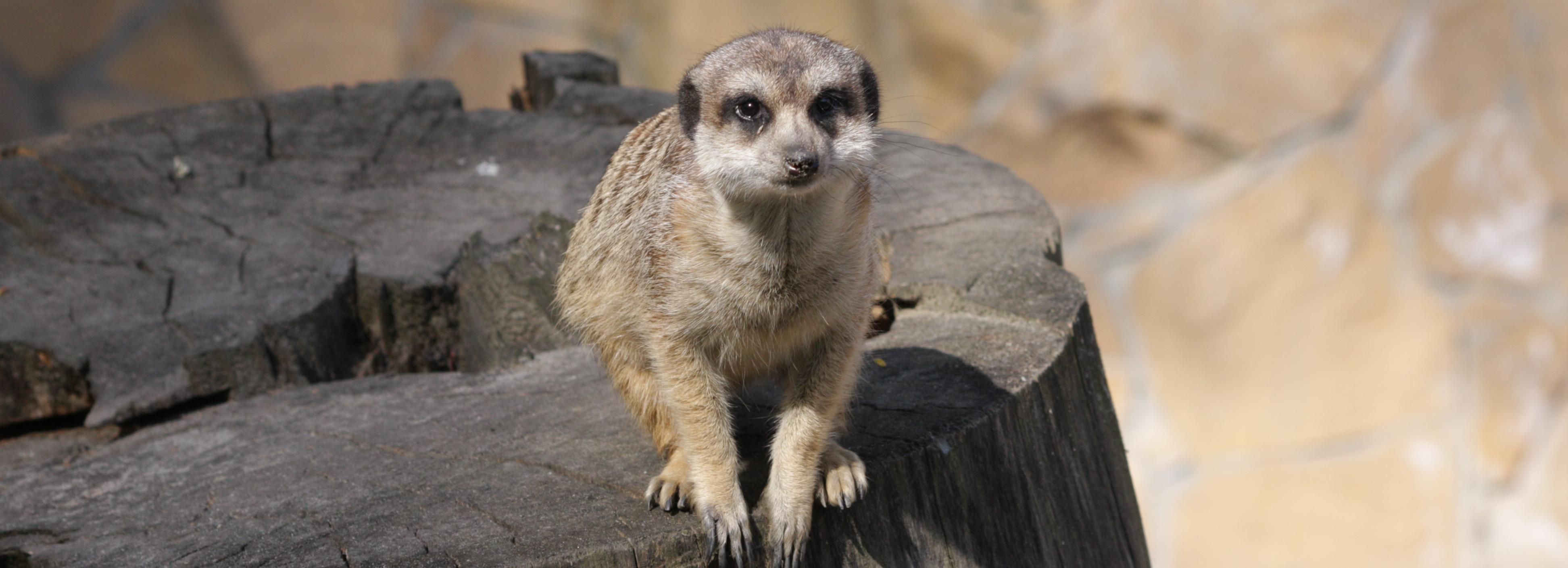 Новосибирский зоопарк сократил часы работы из-за ранних сумерек