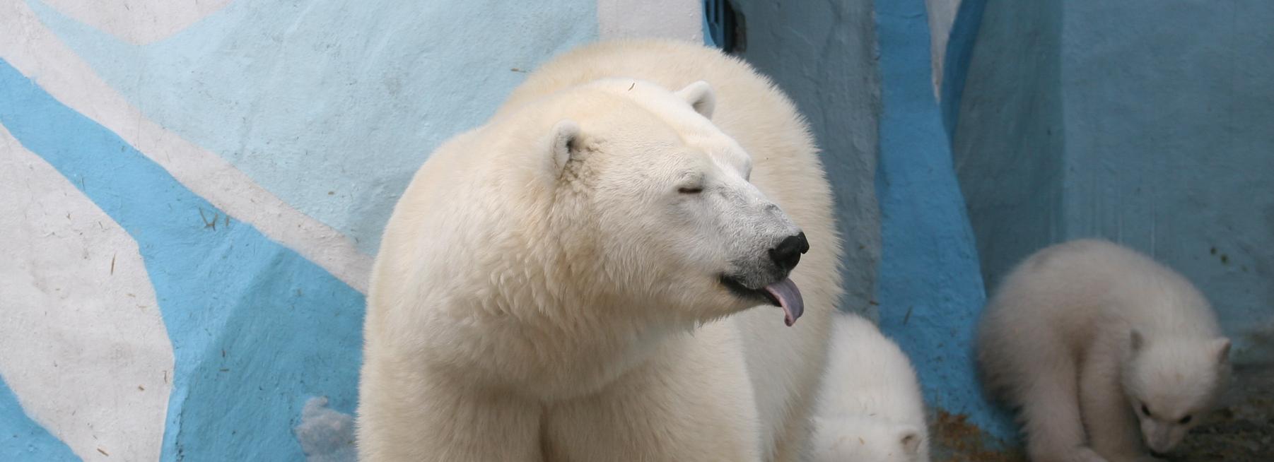 Новосибирский зоопарк перешёл на зимний режим работы