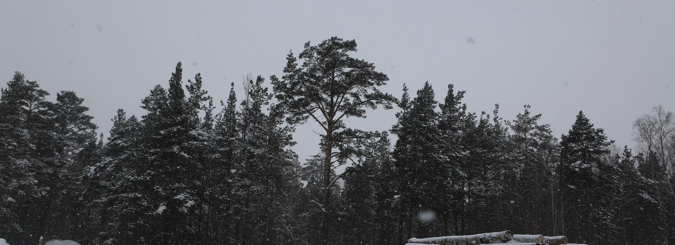 Границы «зелёного пояса» Новосибирска внесли в ЕГРН