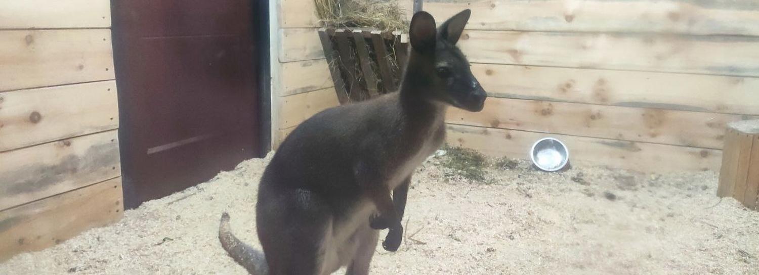 К кенгуру Ириске из затулинского зоопарка прилетел жених из Сочи