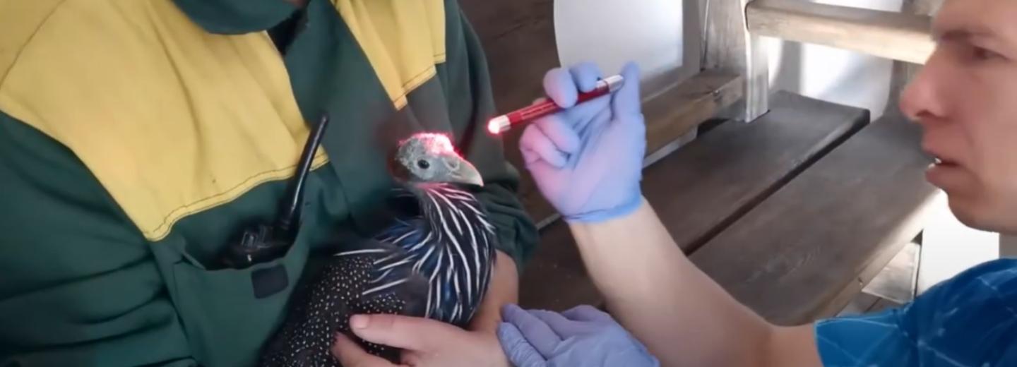 Белый какаду и грифовые цесарки прилетели с юга России в Новосибирск