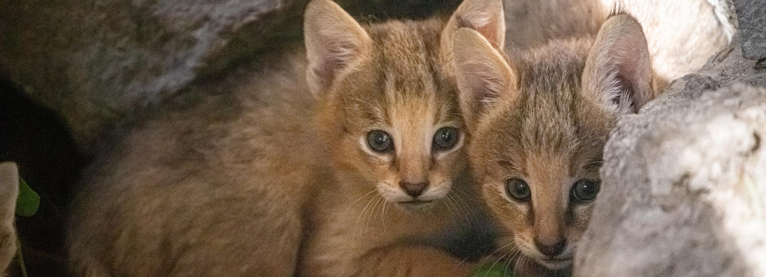 «Какая прелесть»: новосибирцев умилили ушастые котята в зоопарке