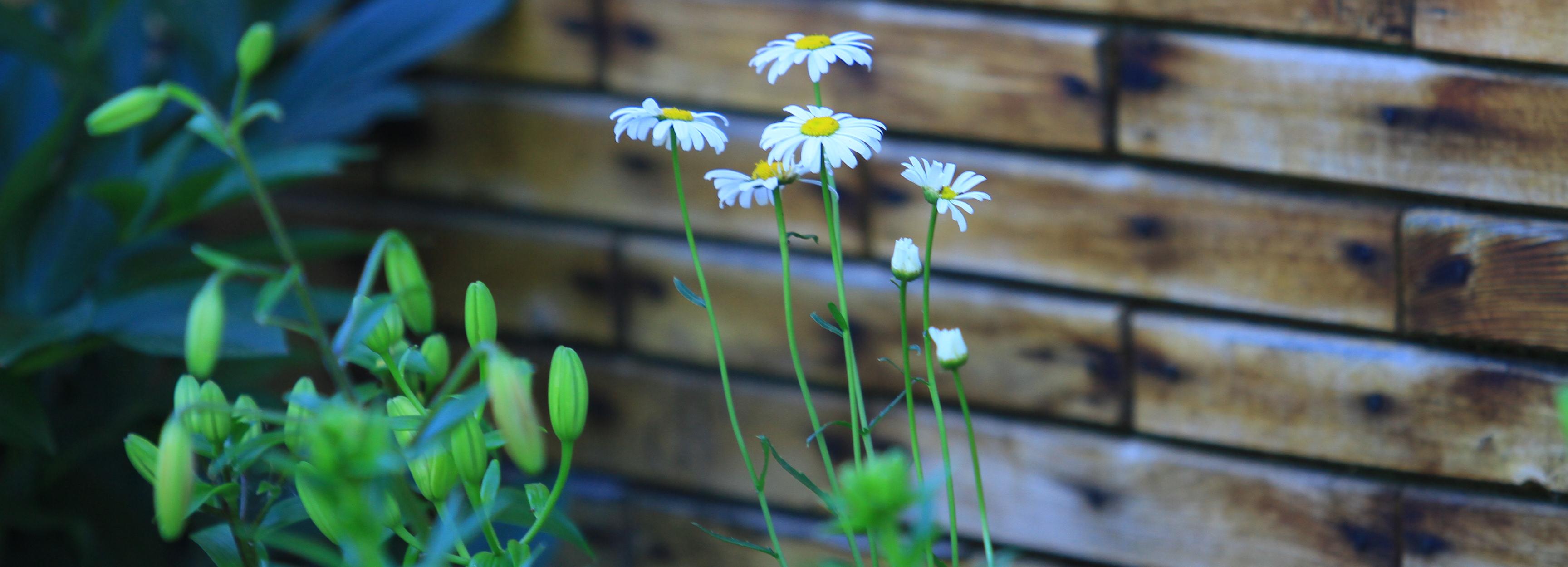 Дачные автобусы запускают с 20 апреля в Новосибирске