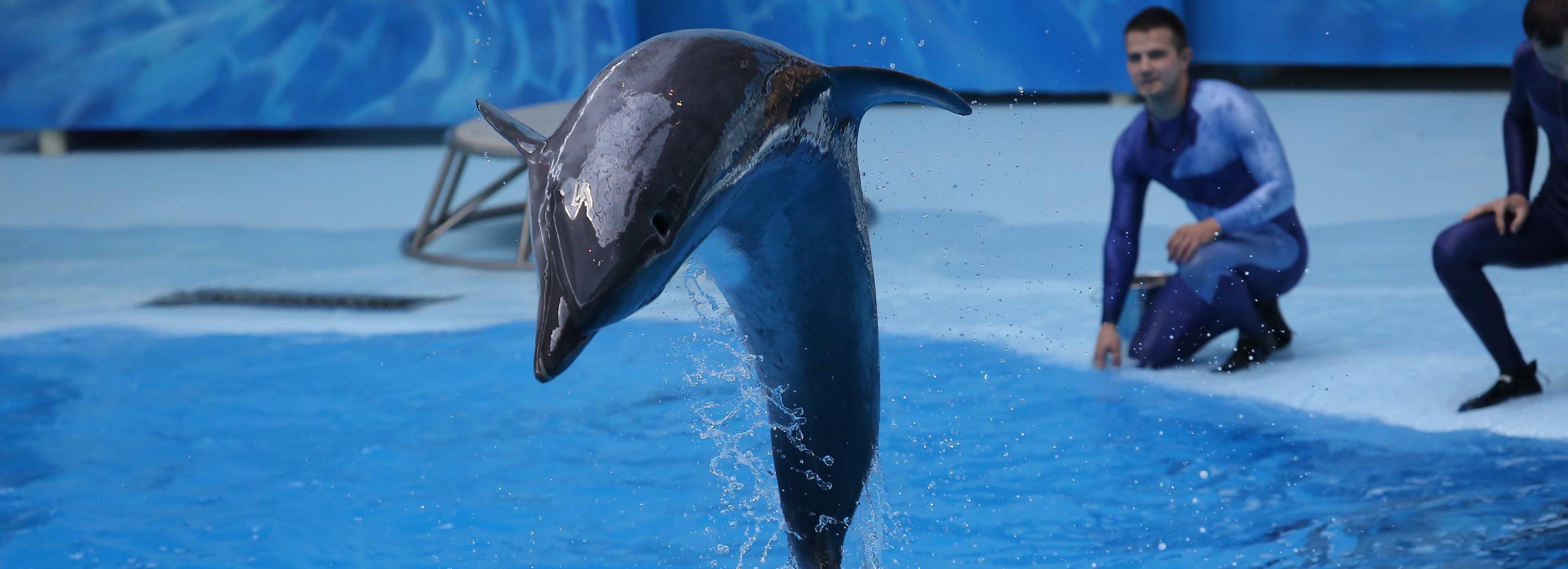 У новосибирских дельфинов могут родиться детёныши