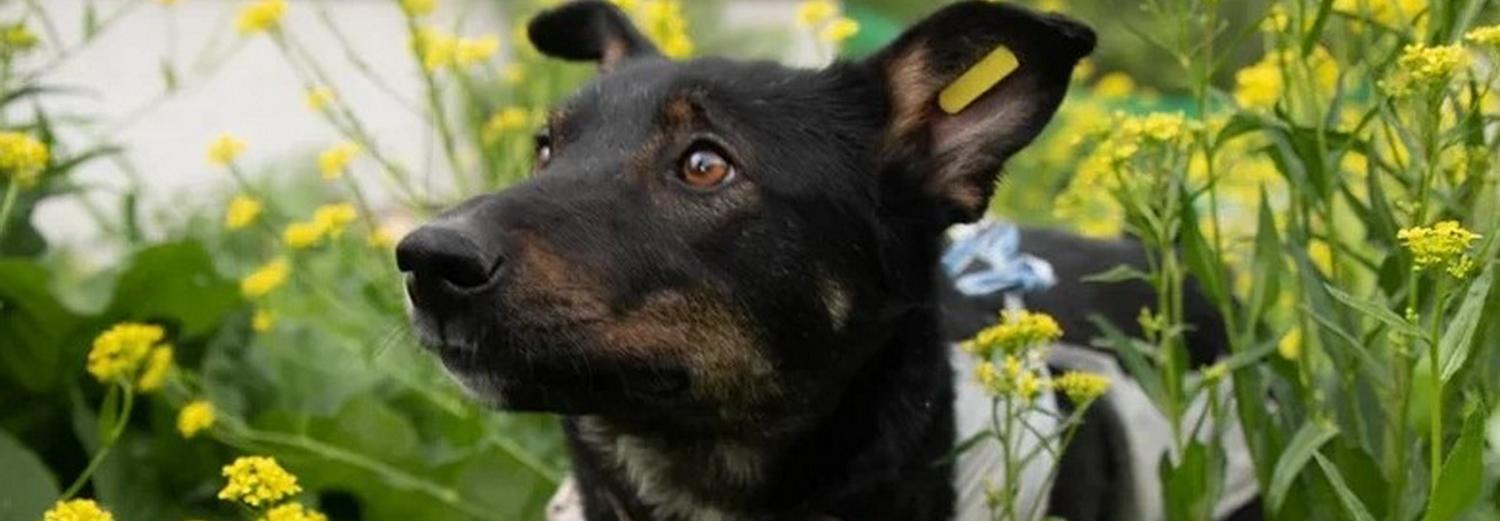 Новосибирские бездомные собаки обзавелись новыми бирками