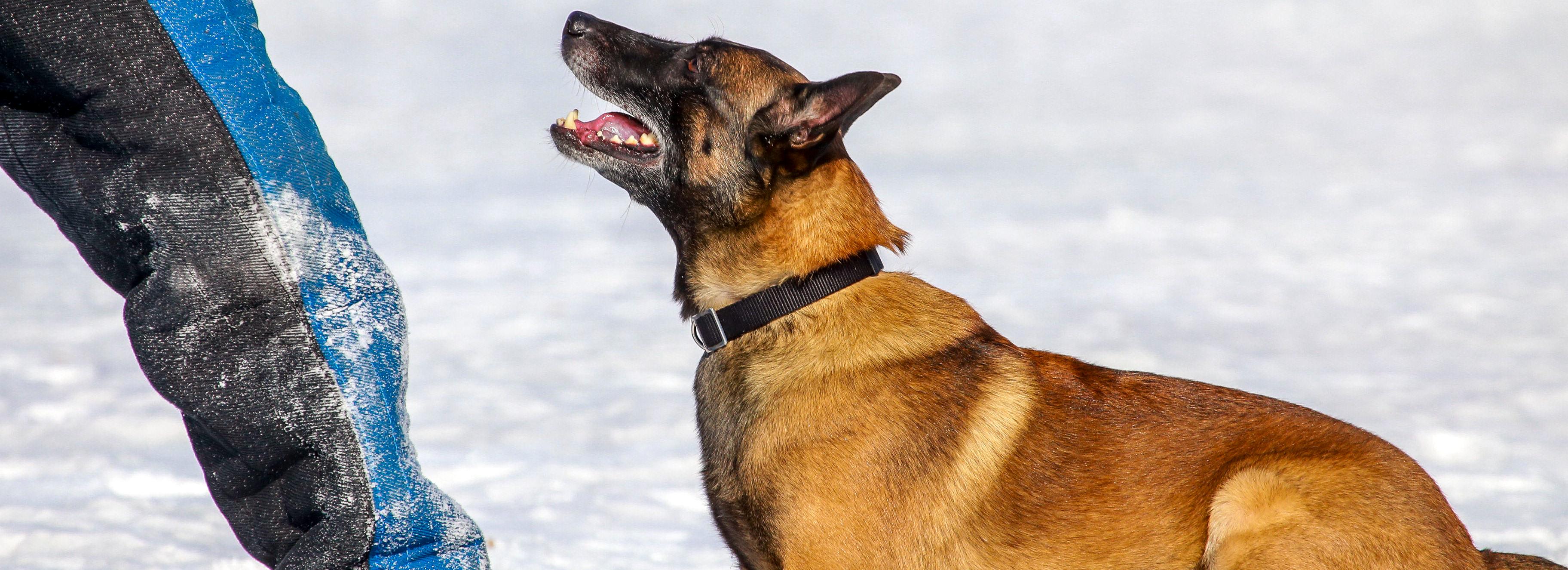 Собачьего корма на 10 млн закупают исправительные колонии в Новосибирске