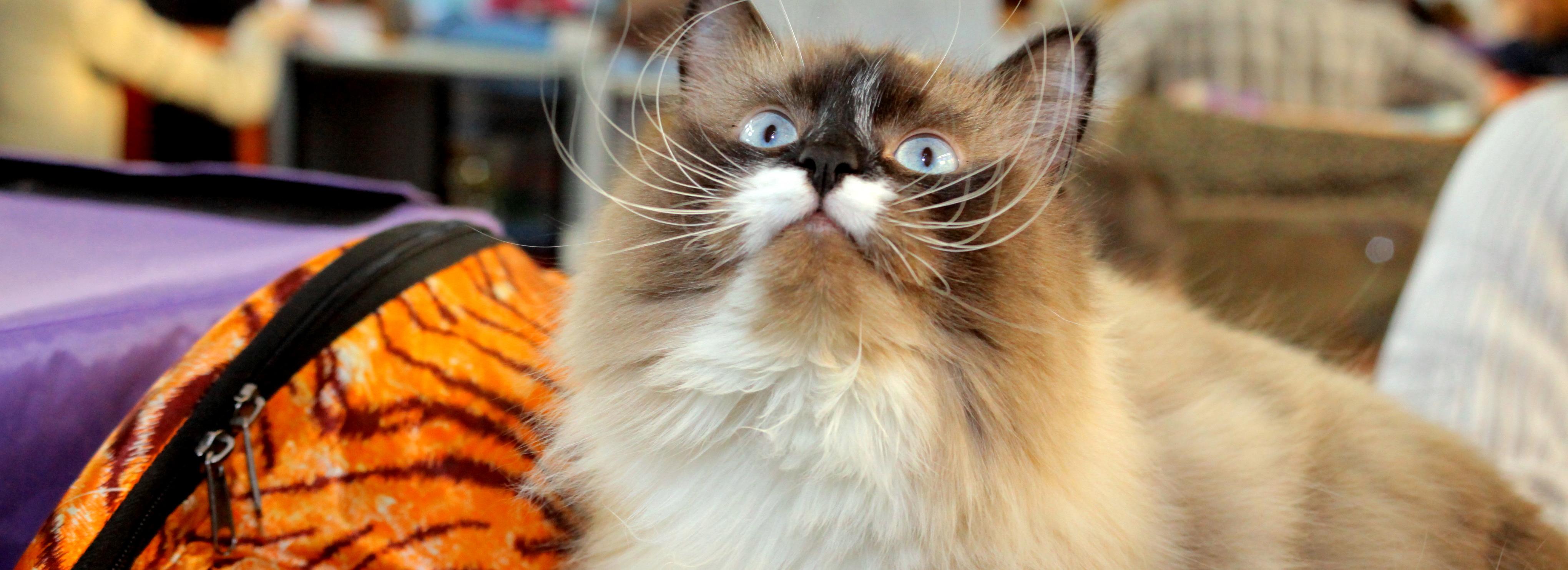 Что думают зоозащитники о новых требованиях к содержанию кошек