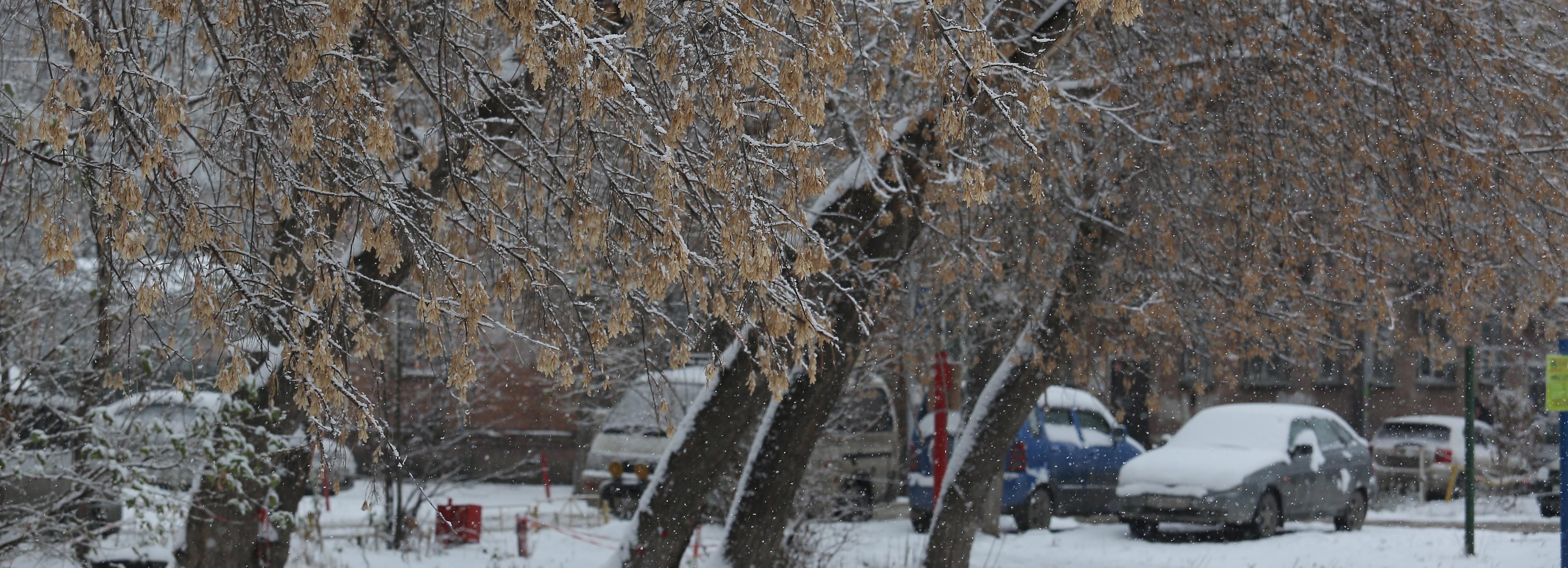 Из-за штормового ветра 19 ноября в Новосибирске пострадал пешеход