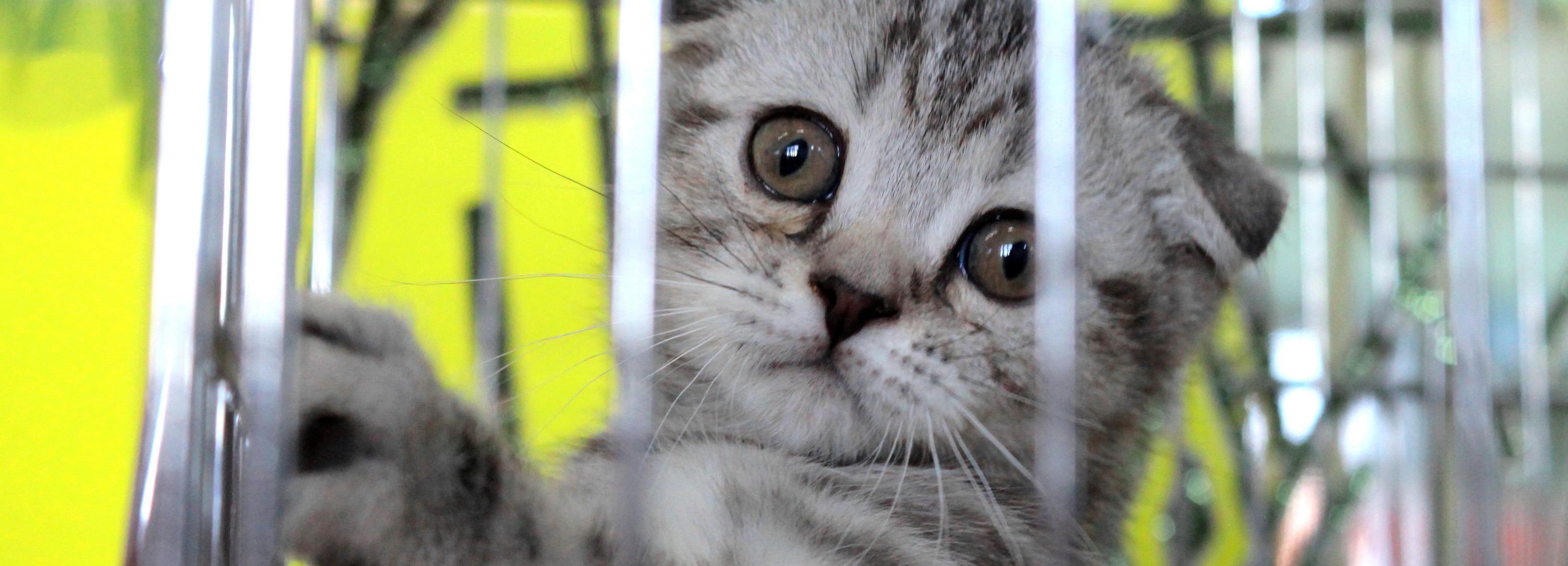 С животными в соседнем кресле летели 30 тысяч пассажиров S7 Airlines