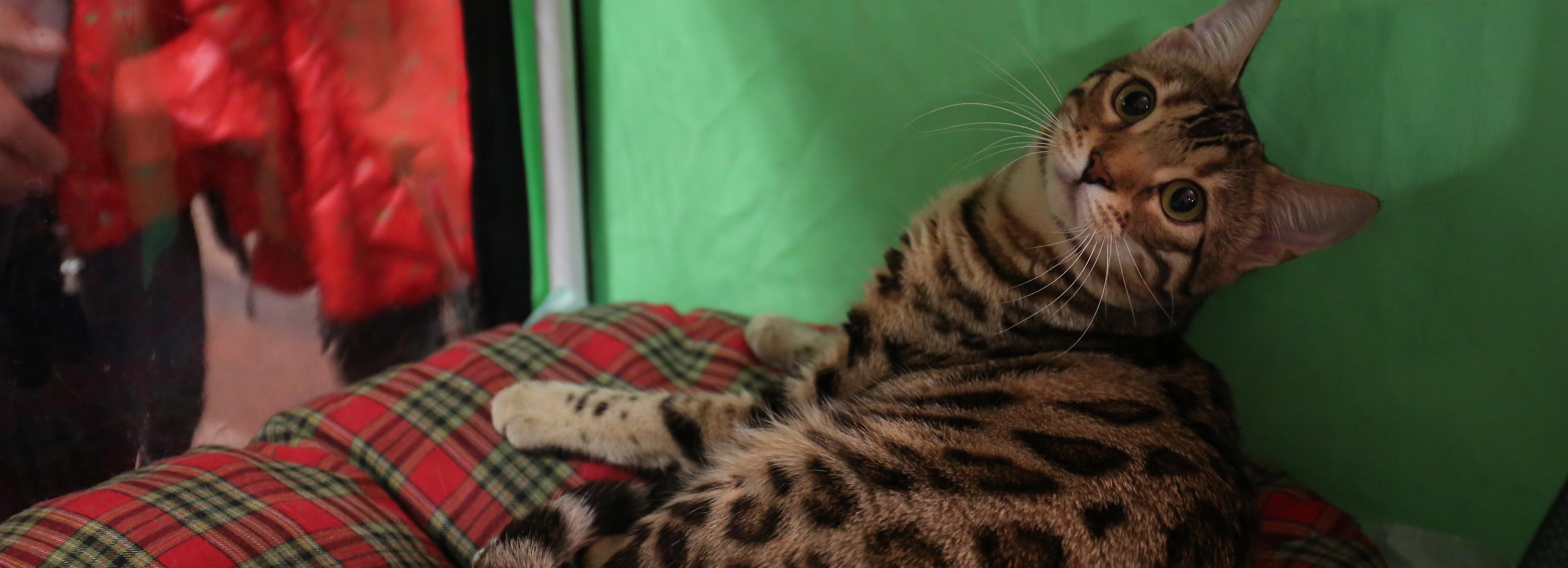 Заводчицу кошек осудят за обман покупателя в Новосибирской области