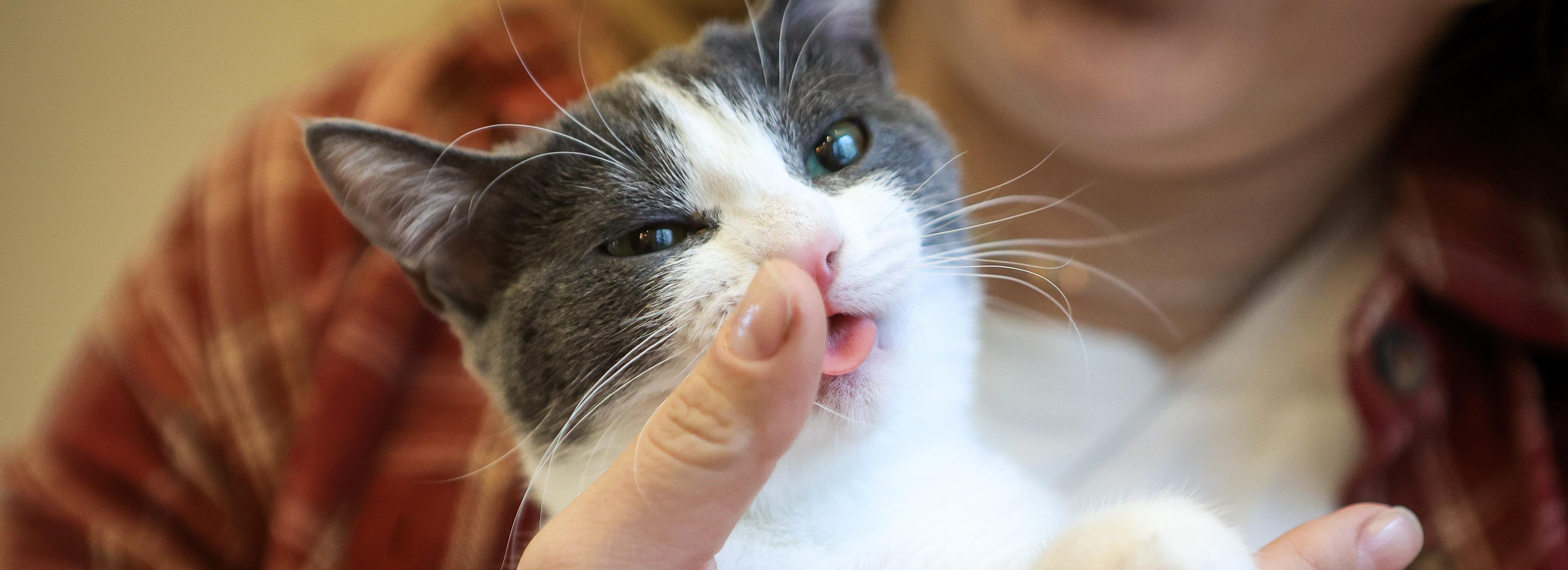 Туризм с душой: путешествия в помощь животным организует котокафе Murchim