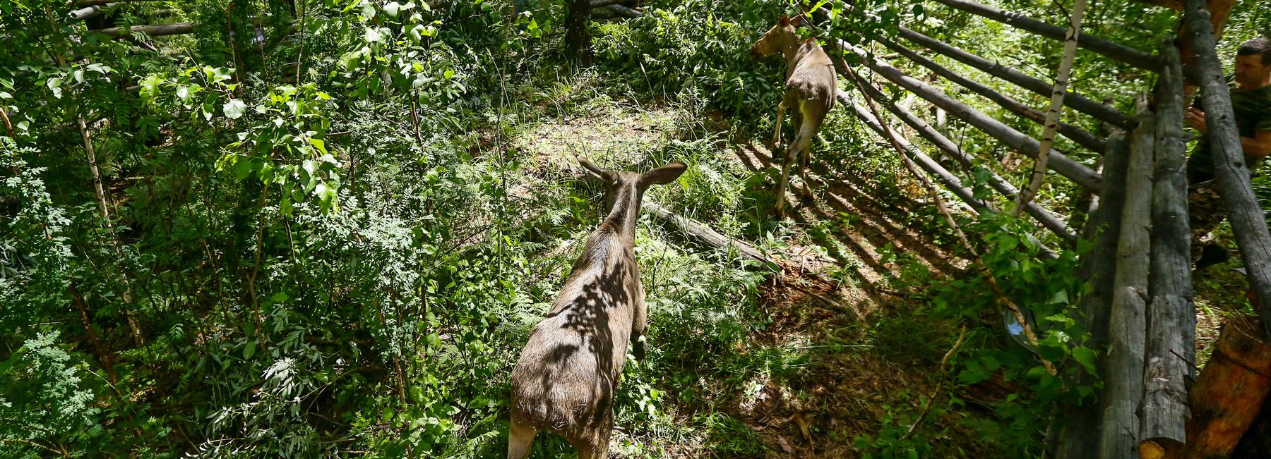 Двойня лосят родилась в новосибирском зоопарке