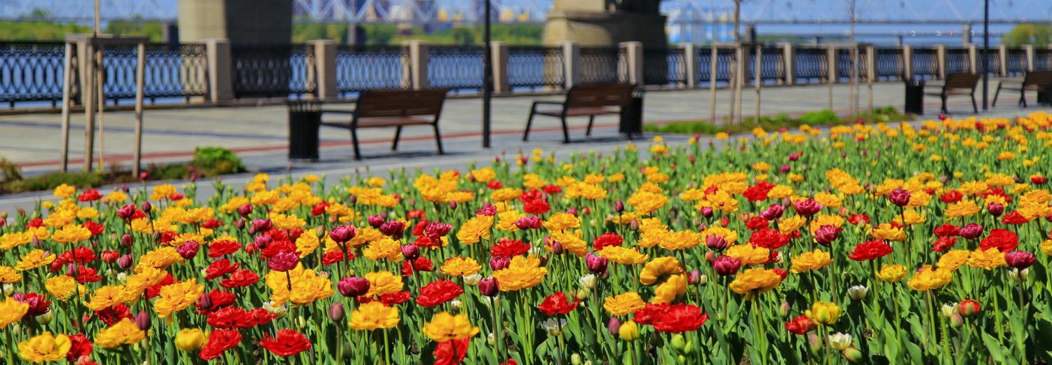 Новосибирск расцвёл: яркие фото тюльпанов и яблонь в весеннем городе