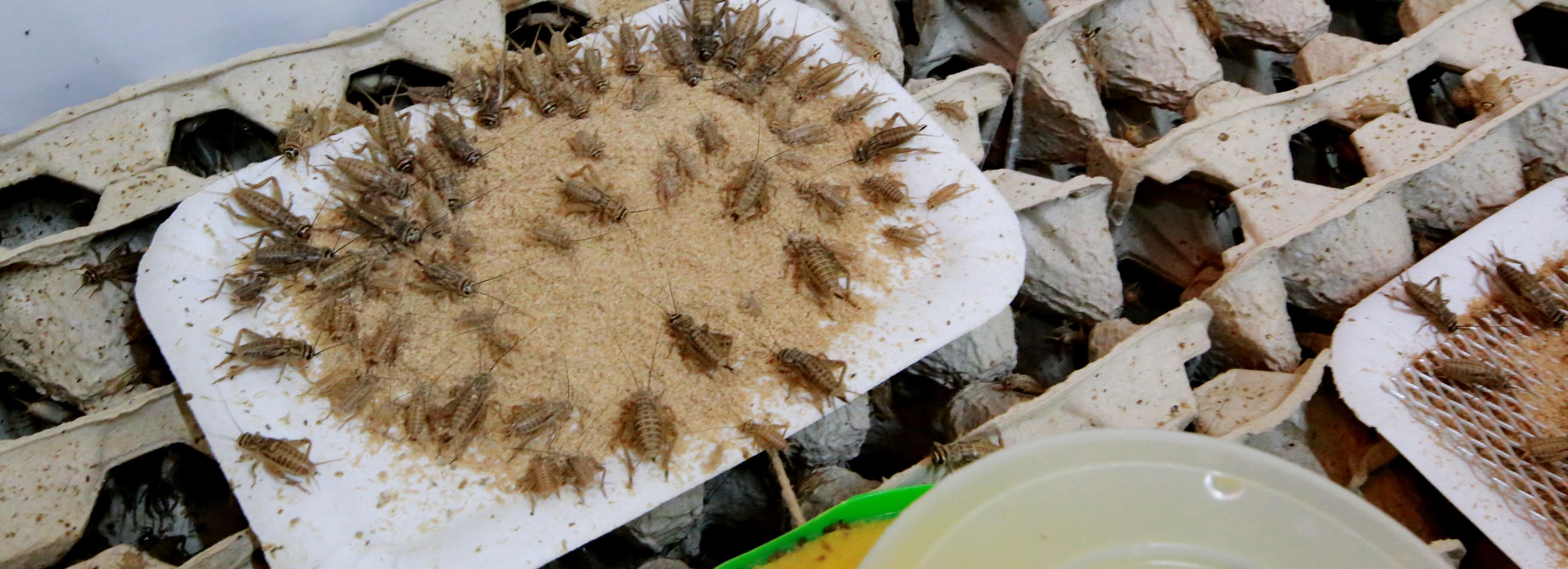 Если вы пропустили: новый фонтан, дрон-художник и печенье из сверчков