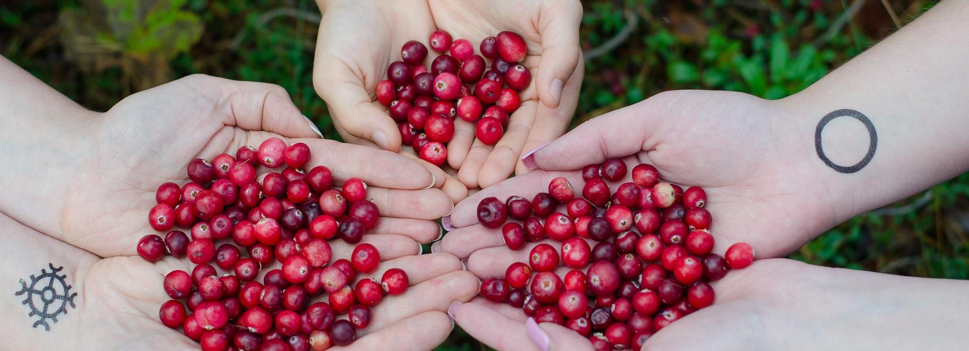 Работа в Новосибирске: кофе-леди, ягодник и фотограф дельфинов