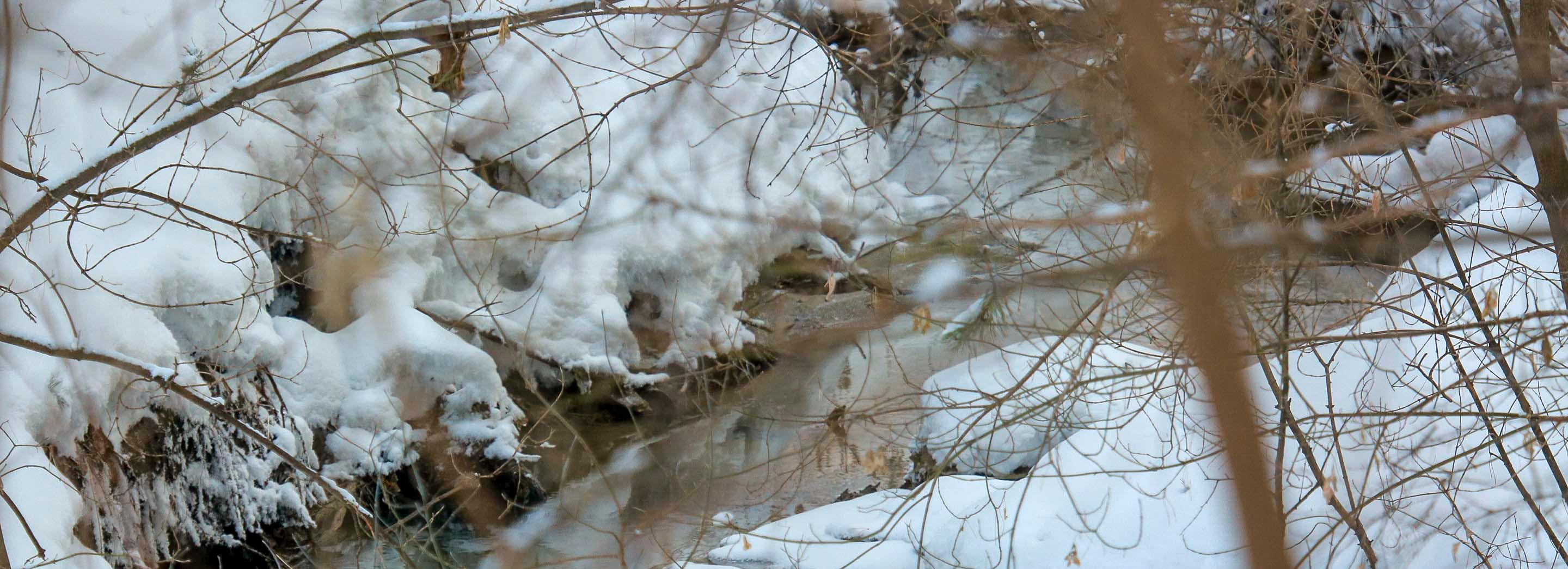 Аномальную миграцию косуль объяснили в новосибирском минприроды