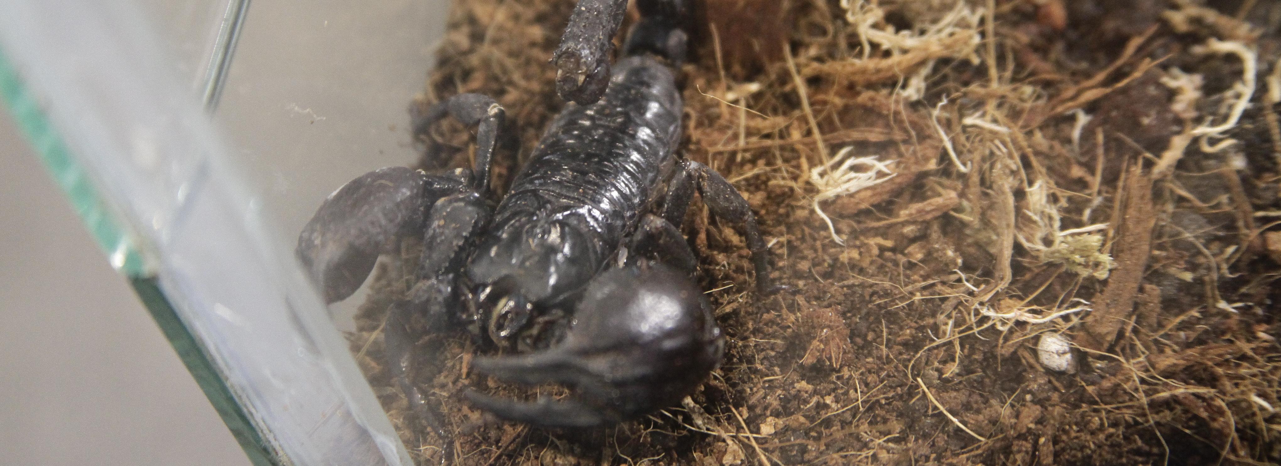 Чёрных скорпионов и ядовитых квакш запретят держать в домашних условиях