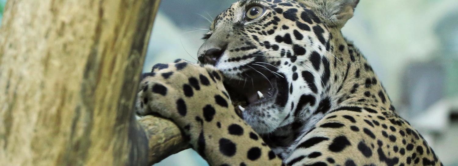 Зоопарк предлагает новосибирцам сфотографировать счастье животных