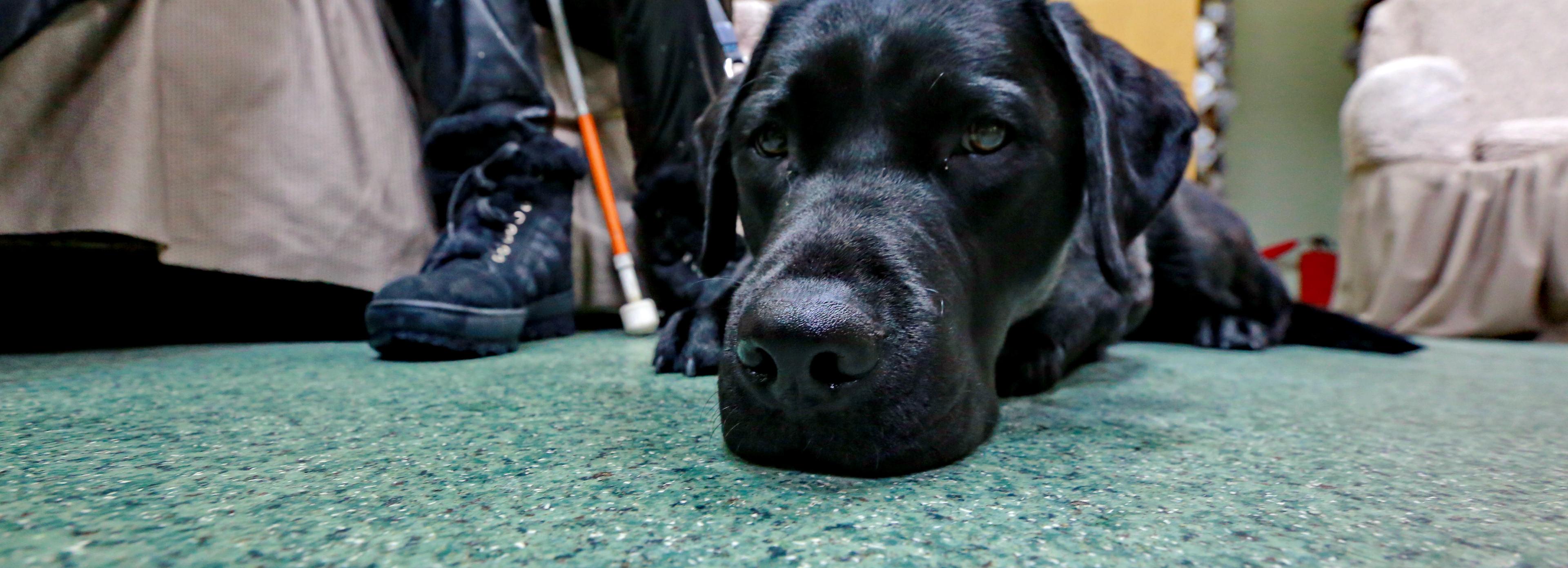 Если вы пропустили: поводыри, летящая женщина и павильон для бегемотов