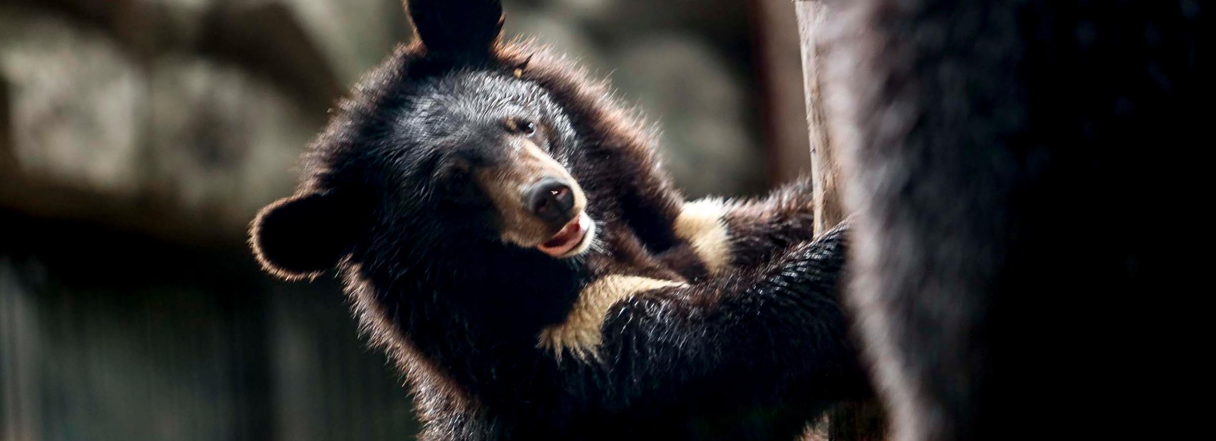 Новосибирский зоопарк с 6 октября откроет бесплатный вход пенсионерам