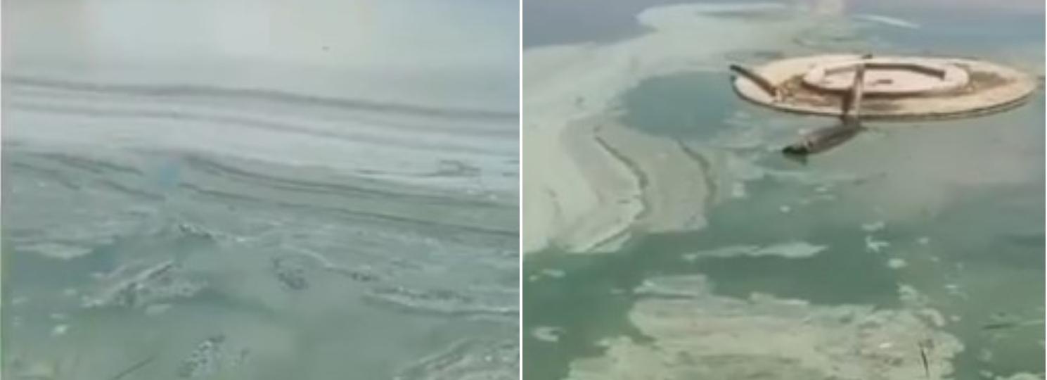 Новосибирцев попросили не купаться в цветущей воде из-за обилия микробов