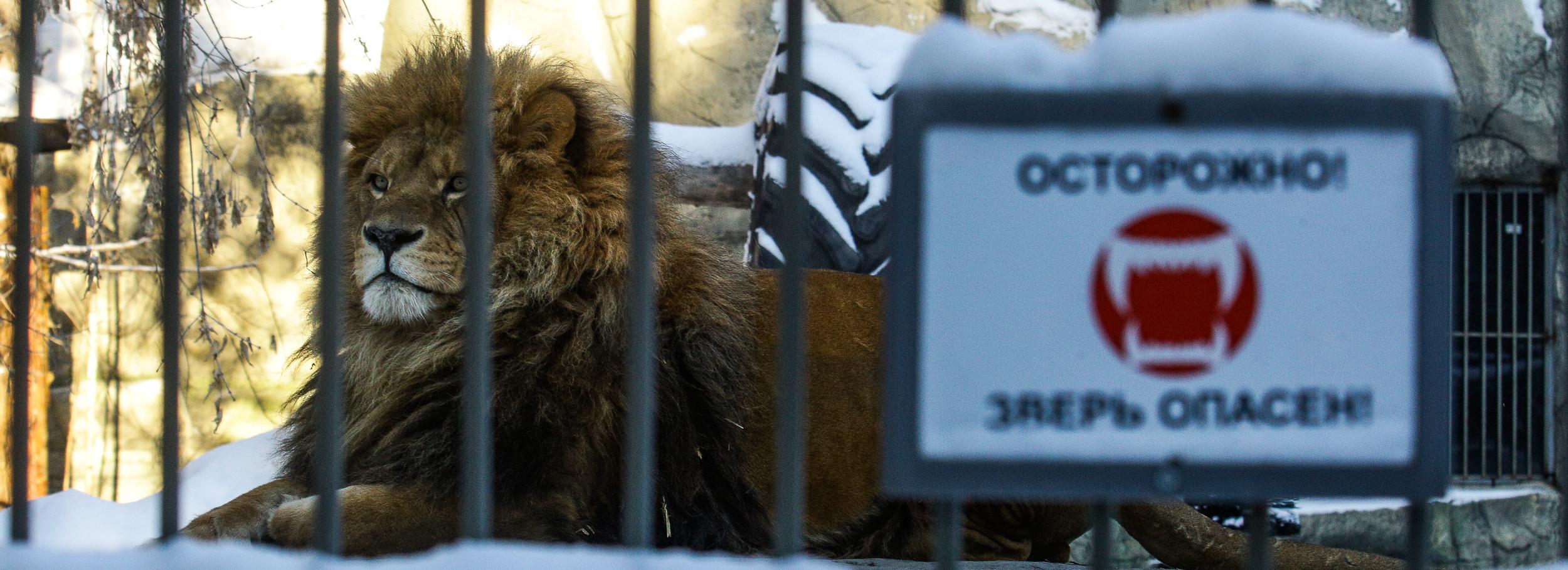 Солью и кофейным жмыхом посыпают дорожки в Новосибирском зоопарке