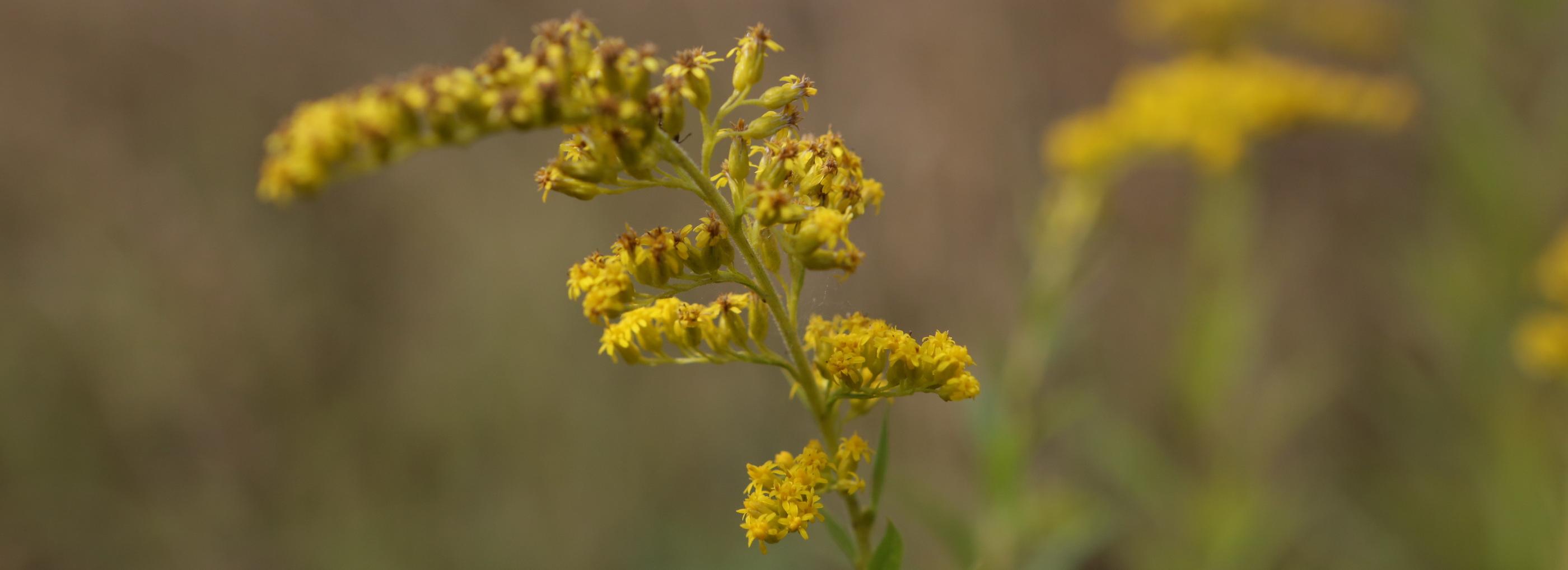 Новосибирскую область ожидает нашествие саранчи из-за тёплой зимы