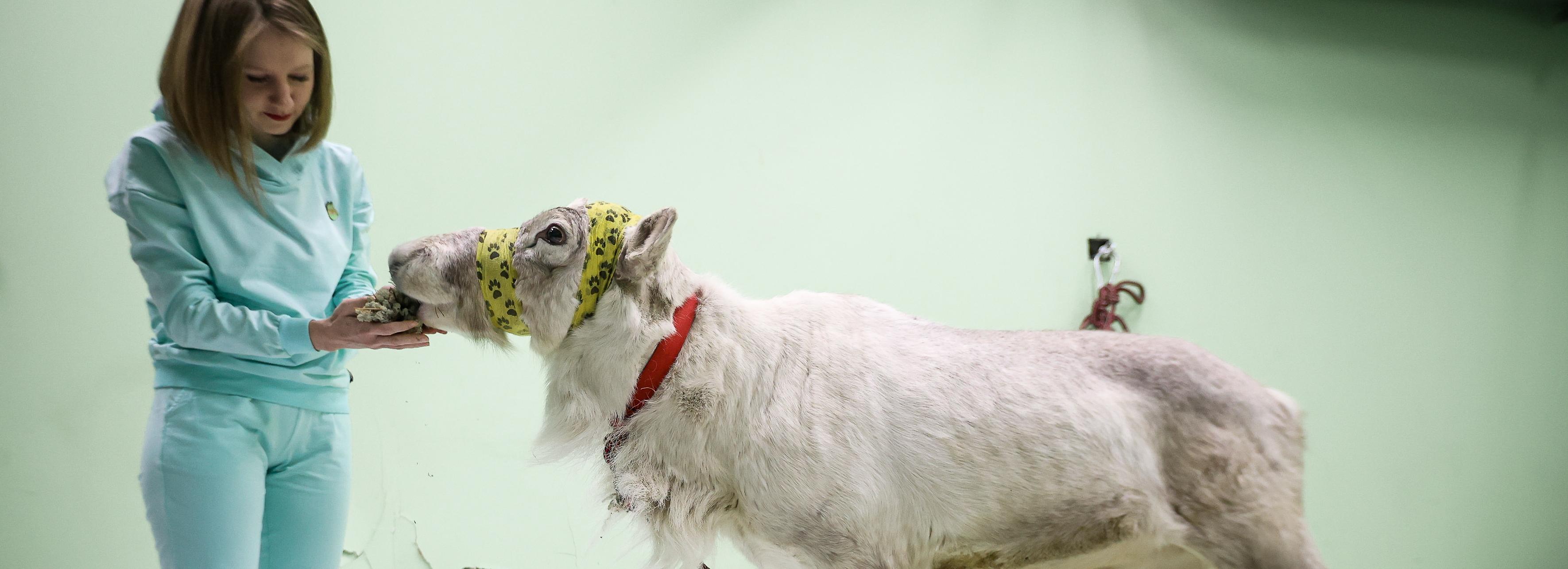 Потерявшего глаз ханты-мансийского оленя спасли в Новосибирске