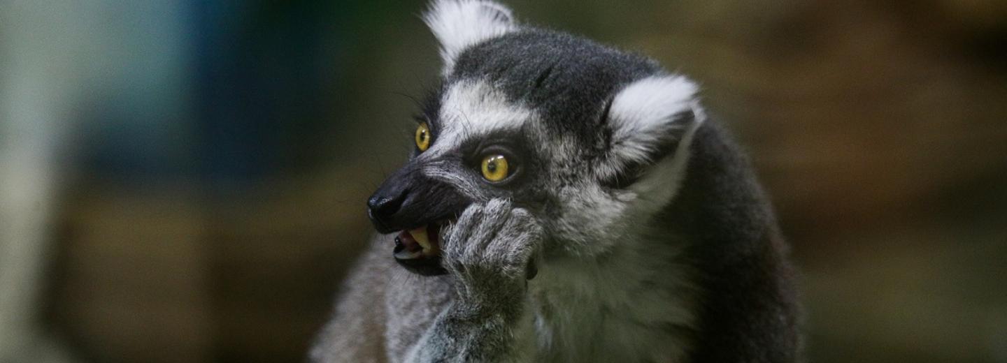 Шоумен Денис Дорохов взял шефство над лемурами в Новосибирском зоопарке