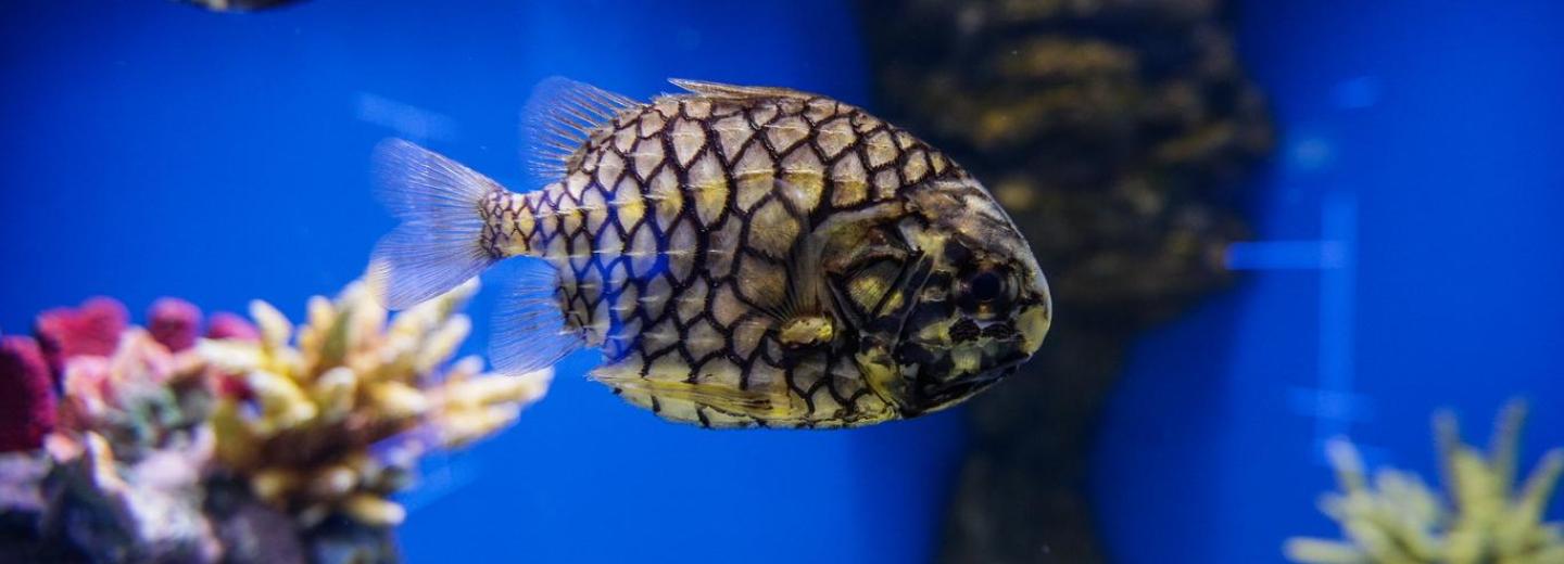 Систему «Умный аквариум» с дозатором удобрений создают в Новосибирске