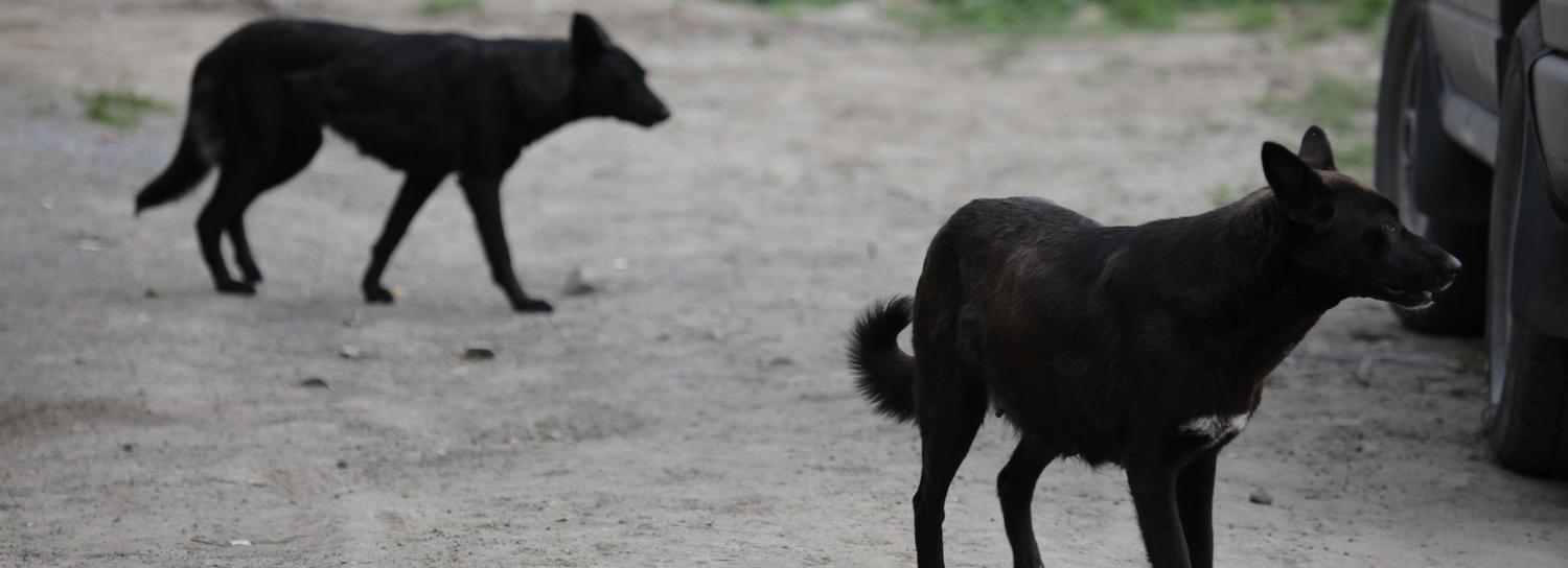 Стали известны имена новосибирцев, спасших девочку от агрессивной собаки