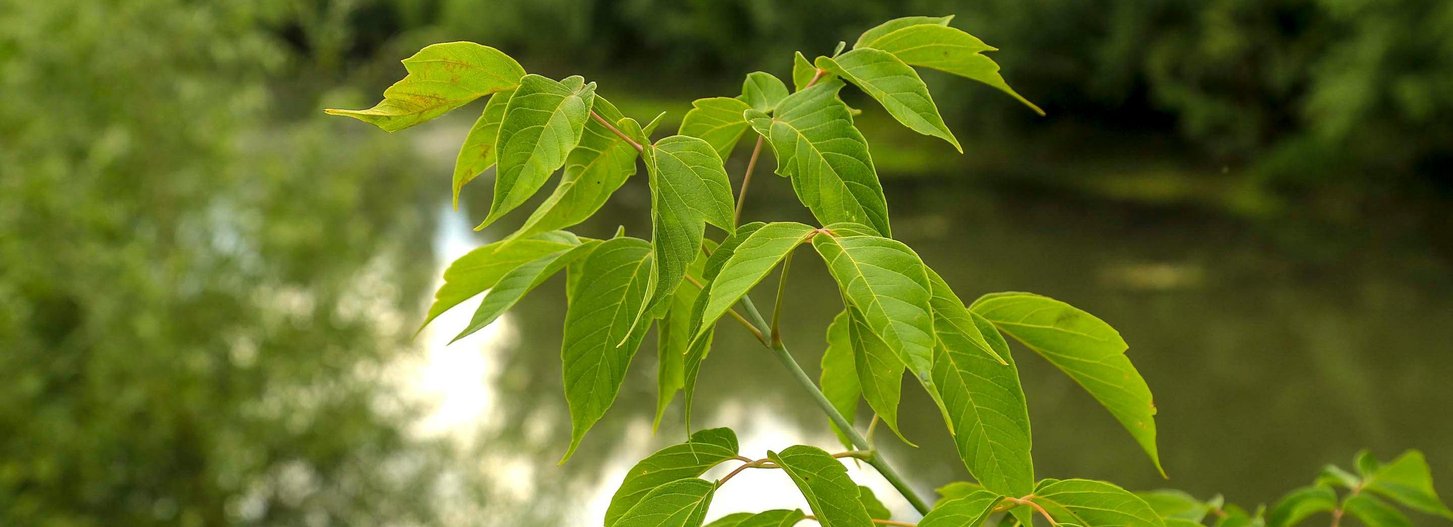 Стартовал опрос о благоустройстве парка с Собачьим озером на ГБШ