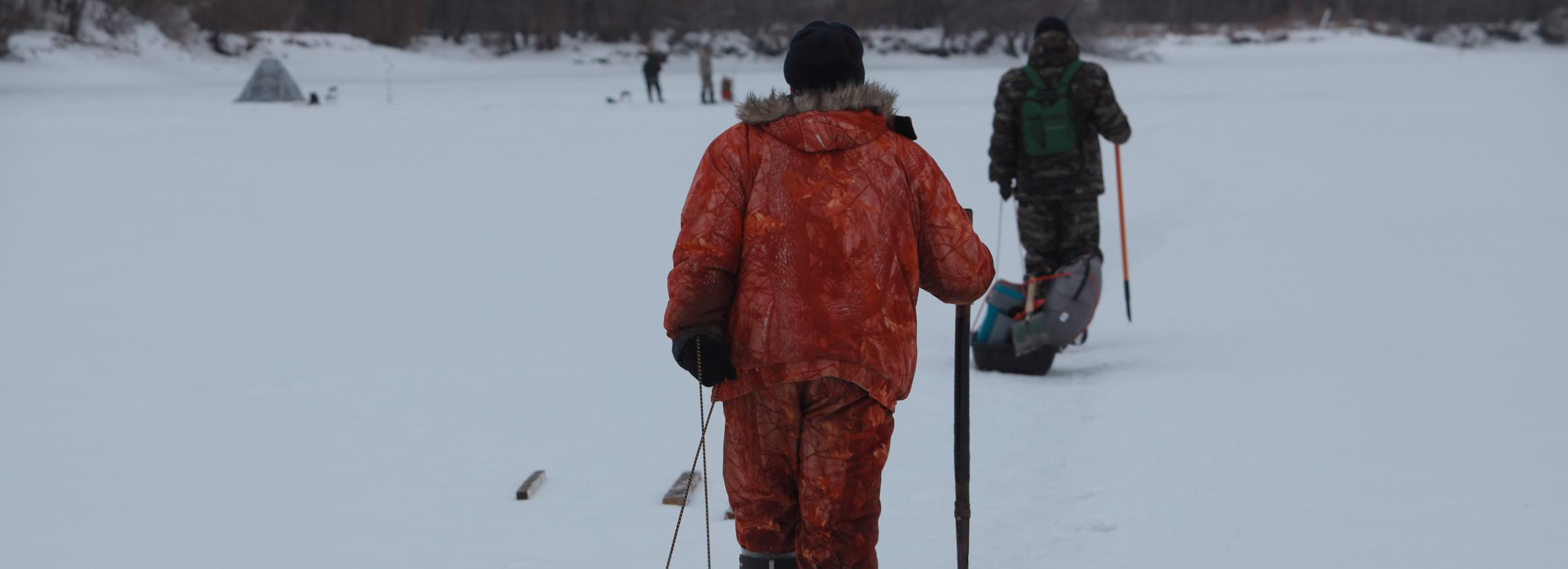 В Новосибирской области из ледового плена спасли более 300 косуль