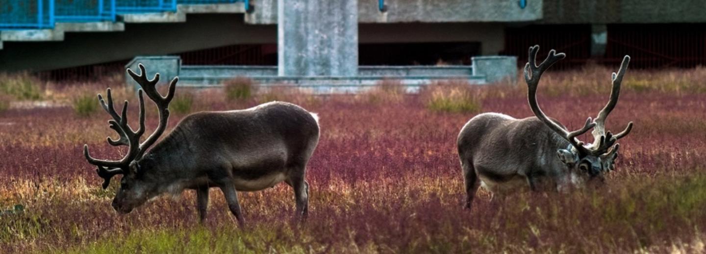 Красоту Шпицбергена увидят новосибирцы в культурном пространстве ЦК19