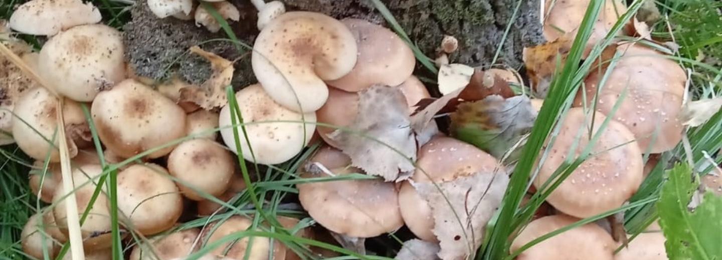 Миколог объяснил высокий урожай опят в Новосибирской области