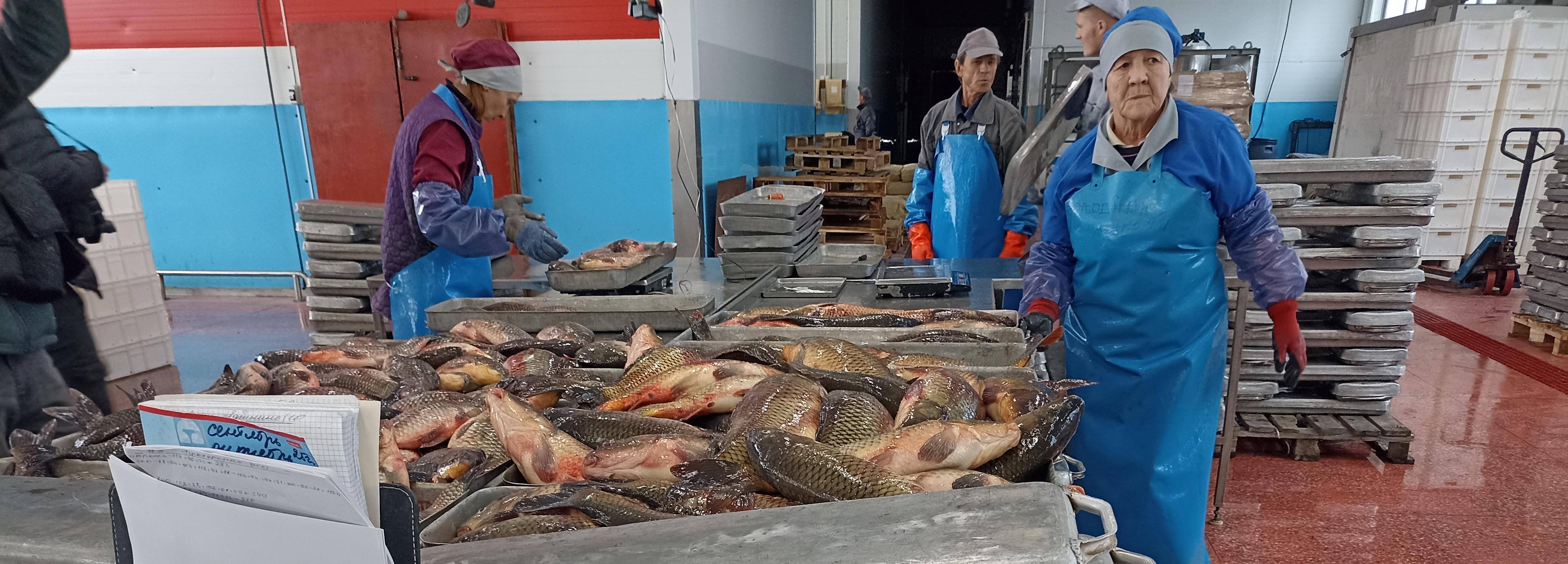Новосибирская область нарастила экспорт рыбы в Китай и Казахстан