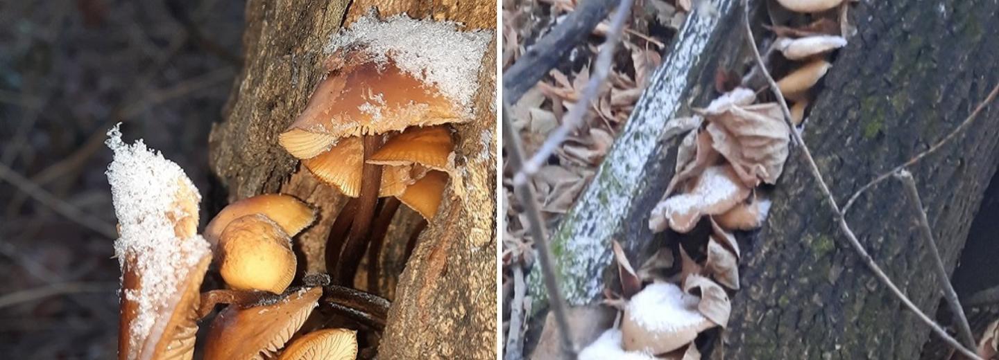 Зимние опята собирают новосибирцы в ноябрьском лесу