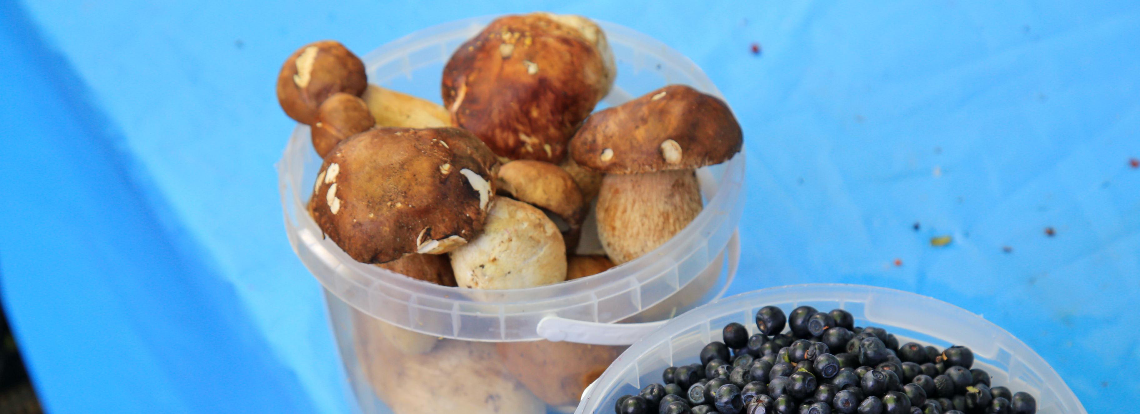 Когда собирать грибы в Новосибирске