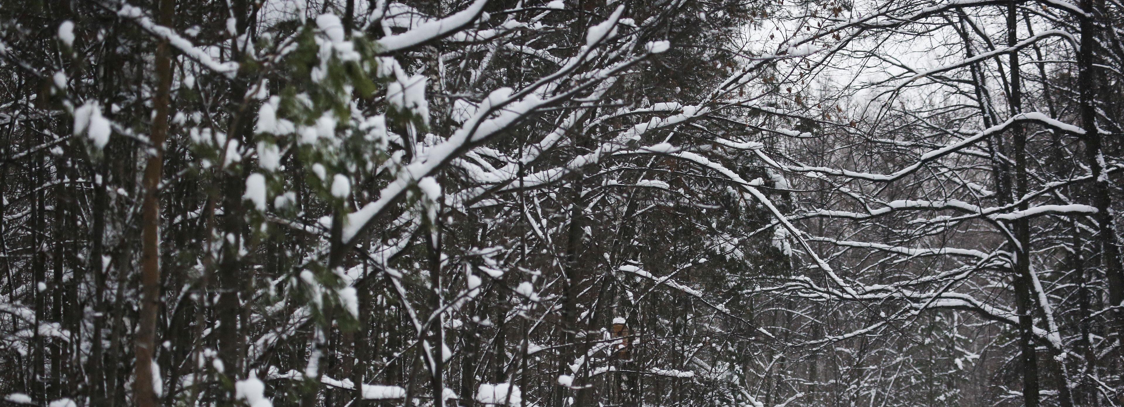 Аварийные деревья рубят в парке «Первомайский» в Новосибирске