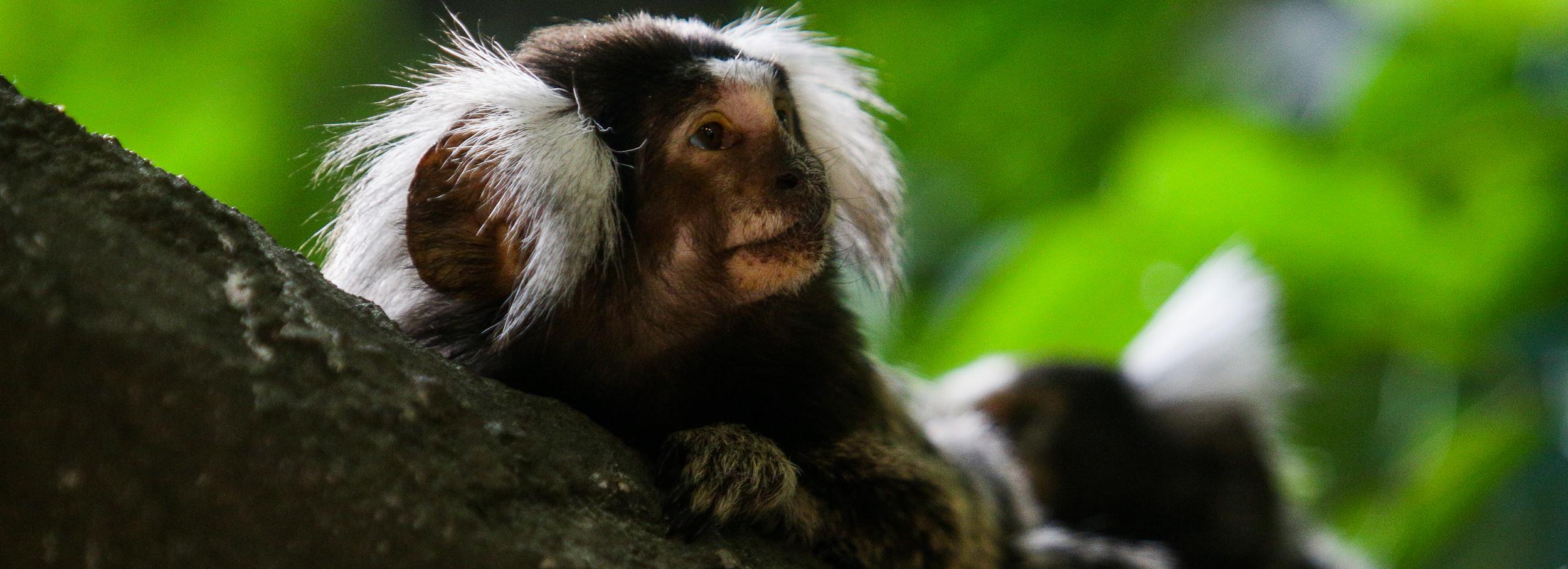 Новосибирский зоопарк в апреле откроет бесплатный вход пенсионерам