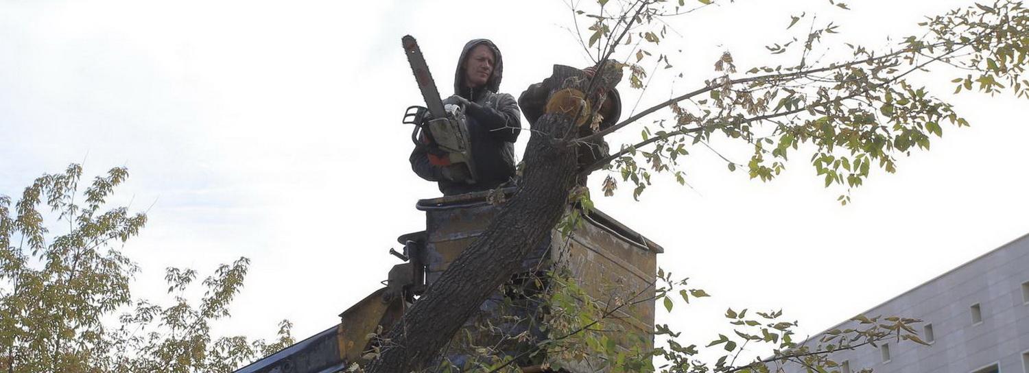 Старые деревья сносят в сквере «Зыряновский» у Речного вокзала