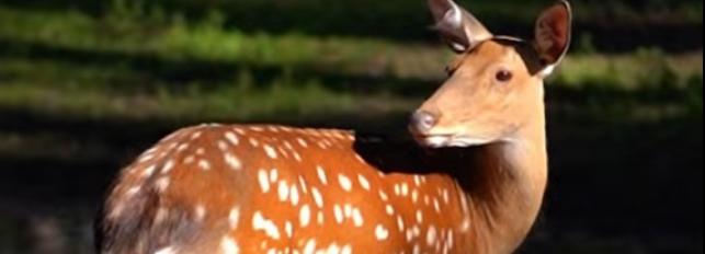 Копытный беби-бум: лосята, оленята и маралята родились в зоопарке