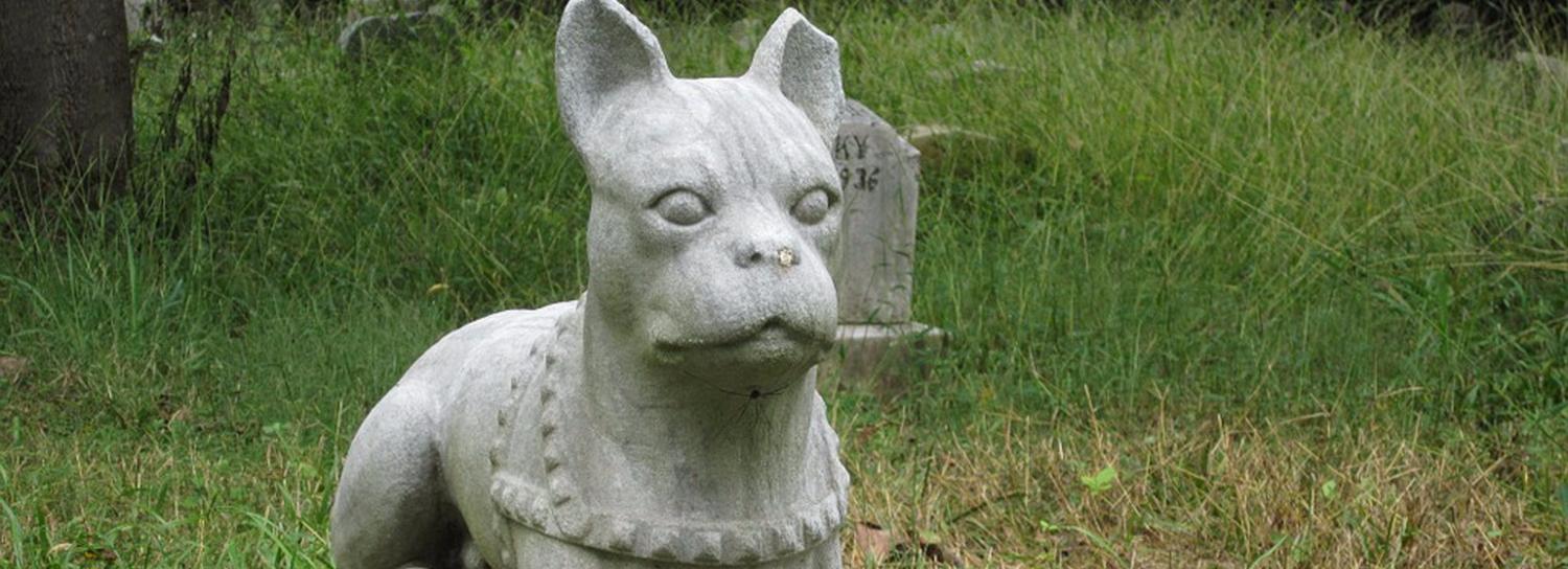 Как похоронить домашнего любимца в Новосибирске